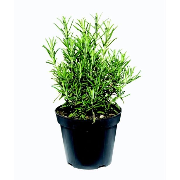 ROŽMARIN NAVADNI L14 VIŠ 35 CM