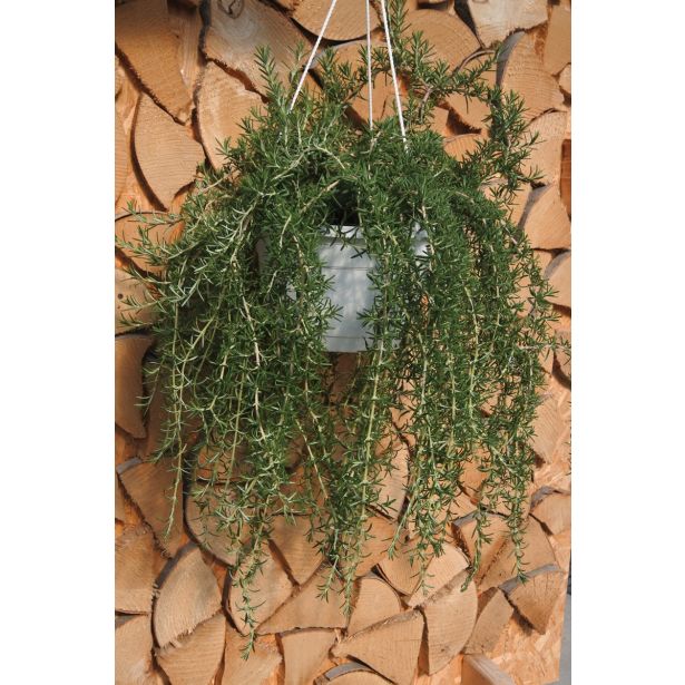 ROŽMARIN VOLMARY OBEŠANKA L27