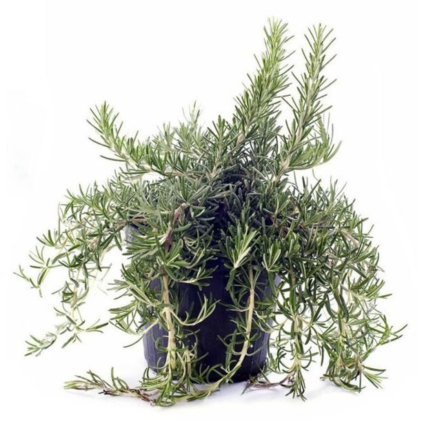 ROŽMARIN PLAZEČI L14