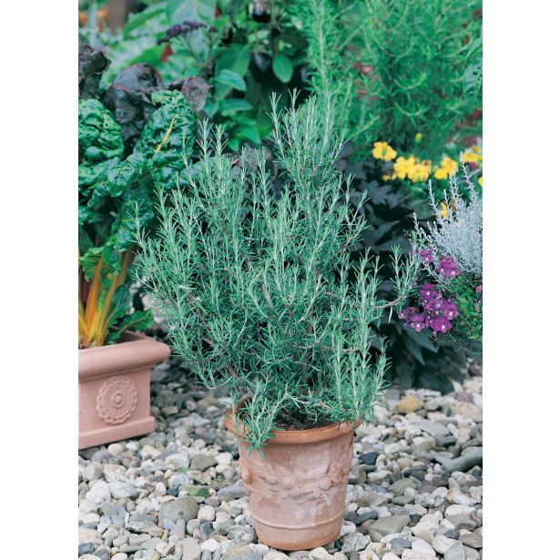 ROŽMARIN VOLMARY BLUE WINTER L12