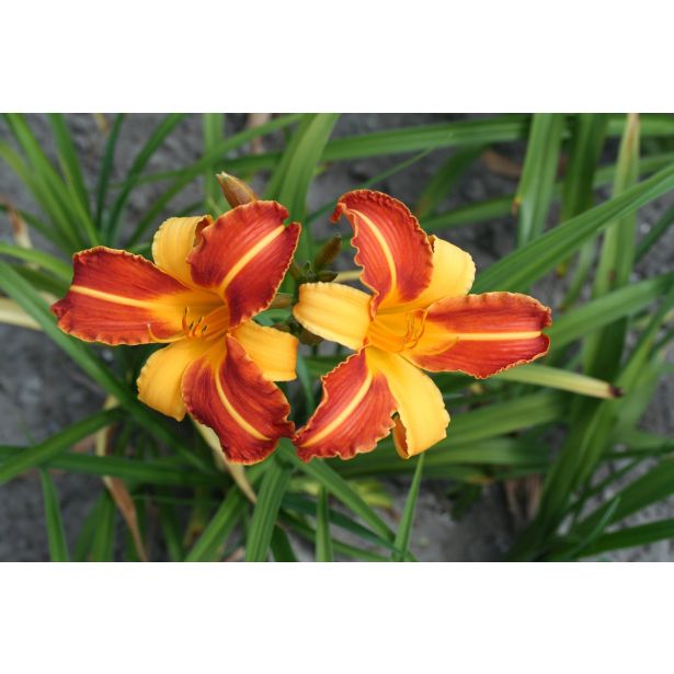 TRAJNICA RUMENORJAVA MASLENICA FRANS HALS L11