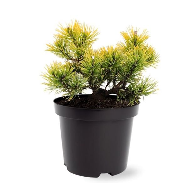 IGLAVEC RUŠJE CARSTEN'S WINTER GOLD L23