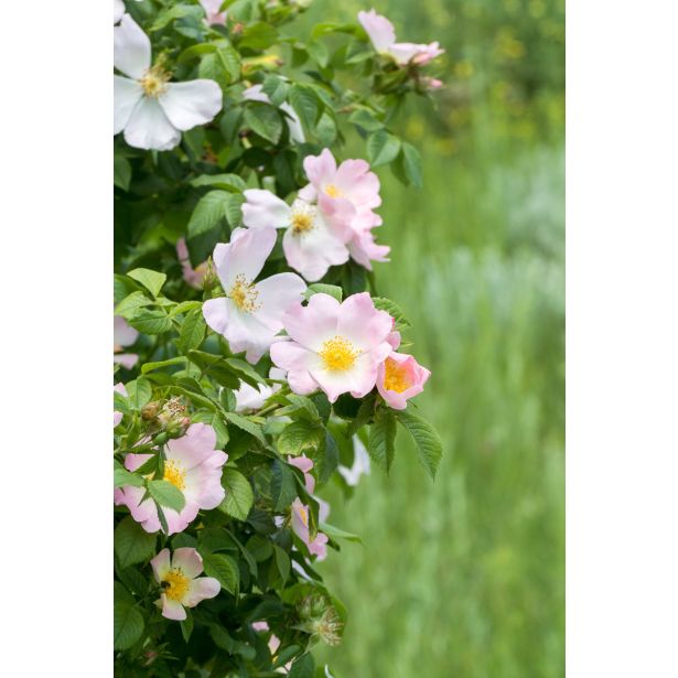 SADNO DREVJE ŠIPEK V LONCU 11.5