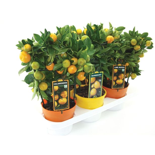 SADNO DREVO CITRUS MIX