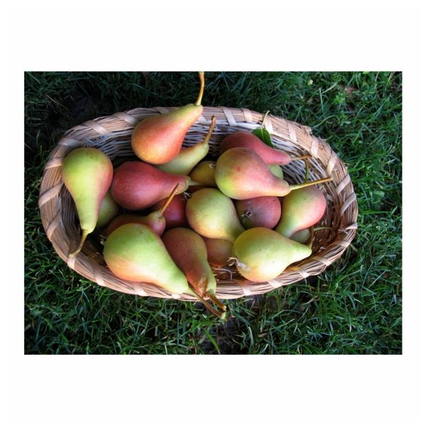 SADNO DREVO HRUŠKA DVE SORTI NA ENEM DREVESU