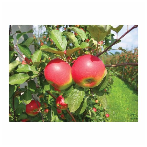 JABLANA V LONCU MALUS DOMESTICA L24