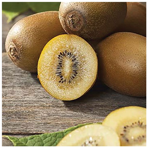 SADNO DREVO KIVI ACTINIDIA AIR GOLD