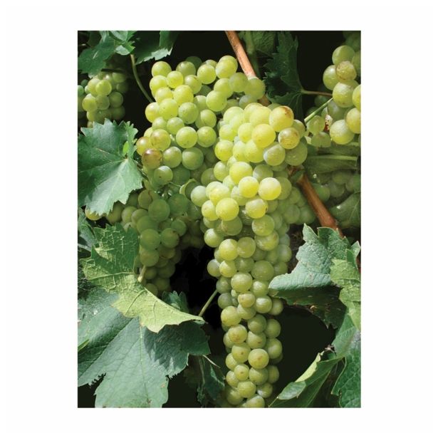 VINSKA TRTA NAMIZNE SORTE L11X11