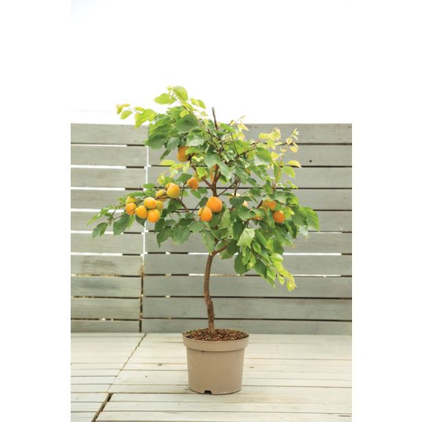 MARELICA VOLMARY BALKONSKA L17