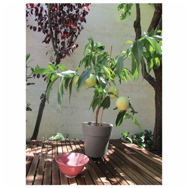 BRESKEV VOLMARY BELA BALKONSKA L17