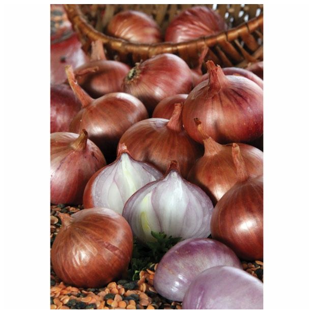 ČEBULČEK SEMENARNA ŠALOTKA RDEČA RED SUN 500 G