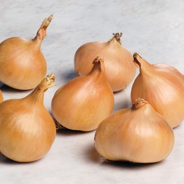 ŠALOTKA ROYAL SEEDS RUMENA 500G RS