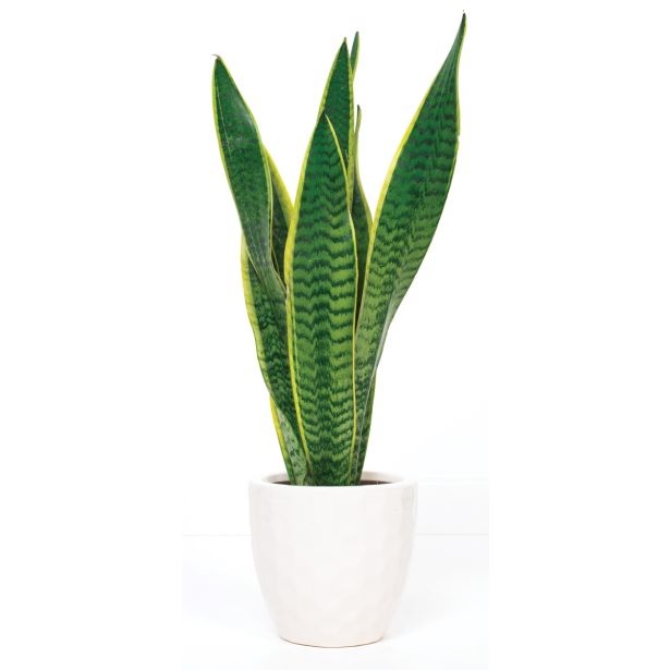 TAŠČIN JEZIK TRIF.LAURENTI 10+ L21