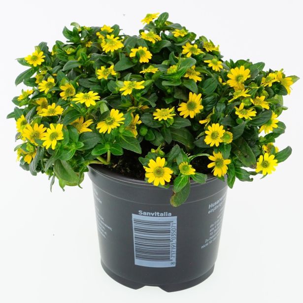 SEZONSKA RASTLINA SANVITALIA L11