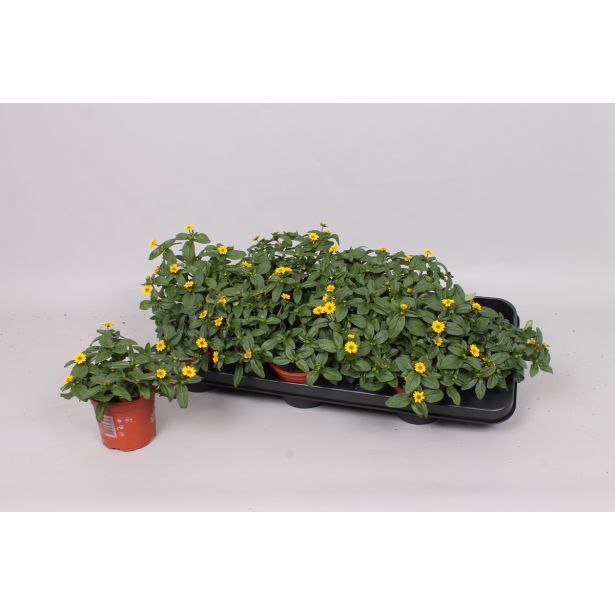 SEZONSKA RASTLINA SANVITALIA L11