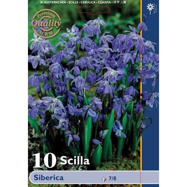 POMLADI CVETOČA ČEBULICA SCILLA SIBERICA 7/8 10 KOS
