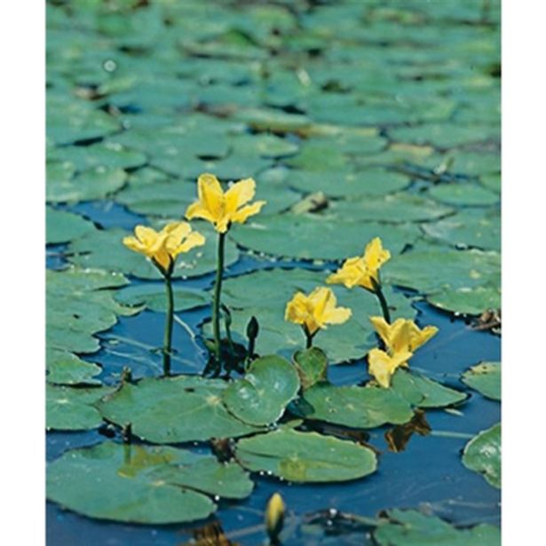 VODNE RASTLINE ŠČITASTOLISTNI PLAVČEK L 11