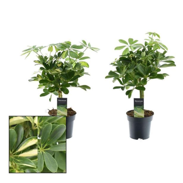 ŠEFLERA GOLD CAPELLA-COMPACTA NA STEBLU 14 CM