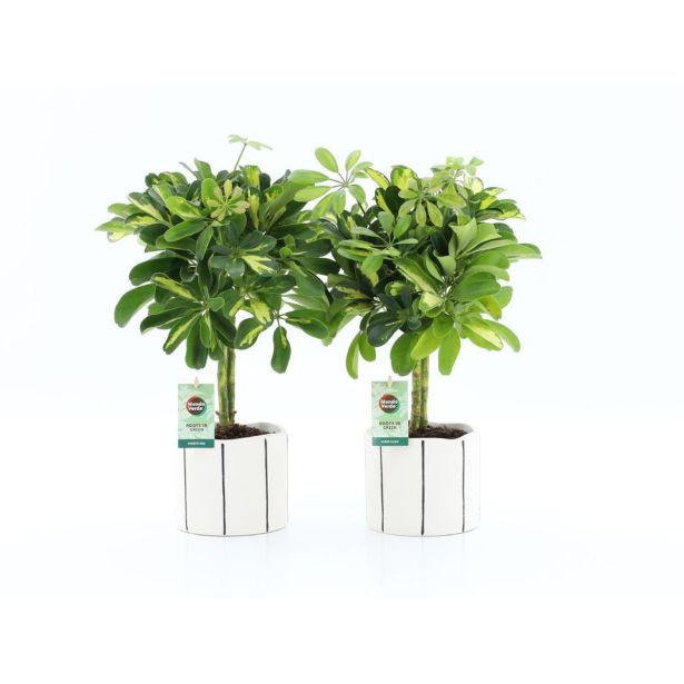 ŠEFLERA GOLD CAPELLA V OKRAS.LON. BANKSY NA STEBLU L14 CM