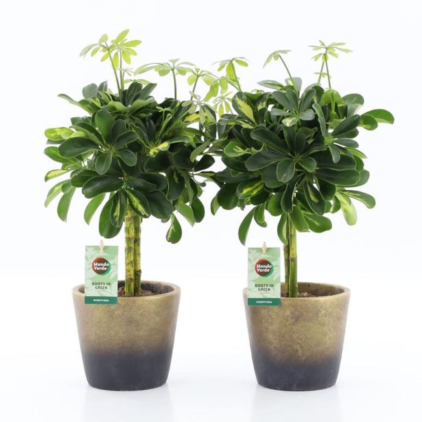 ŠEFLERA GOLD CAPELLA V OKRAS.LON. LUNAR NA STEBLU L14 CM