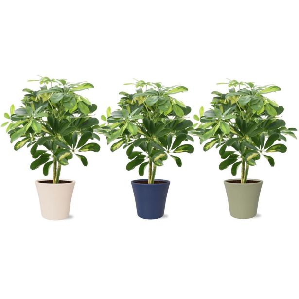 ŠEFLERA GOLD CAPELLA V OKRAS. LON. NA STEBLU L14 CM