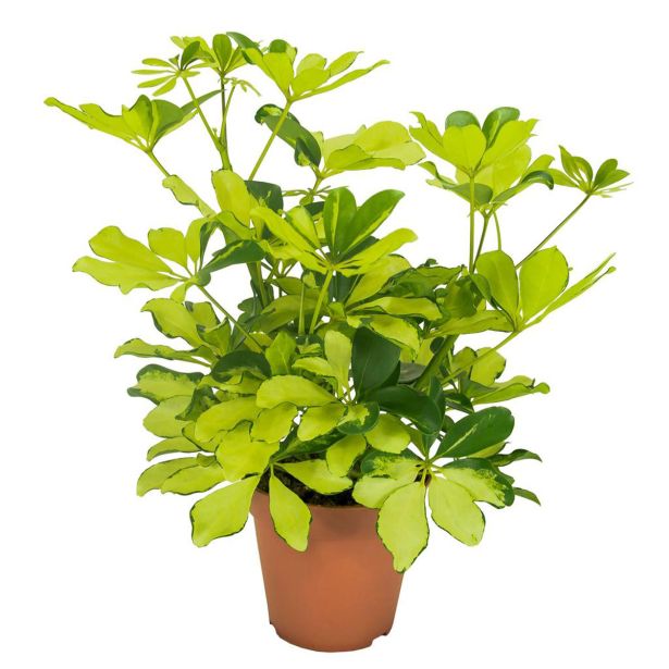 ŠEFLERA MELANIE L13 CM