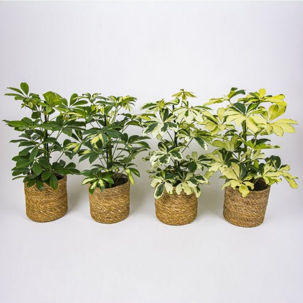 ŠEFLERA MIX V KOŠARI L15