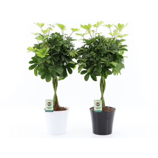 ŠEFLERA NORA OKRAS. LON. L22 CM