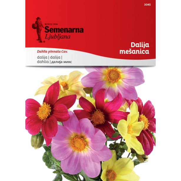 SEME CVETOČE RASTLINE SEMENARNA DALIJA MEŠANICA 3045