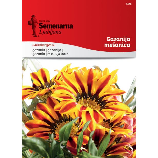 SEME CVETOČE RASTLINE SEMENARNA GAZANIJA MEŠANICA 3470