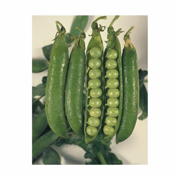 SEME STROČNIC GRAH SENADOR CAMBADOS