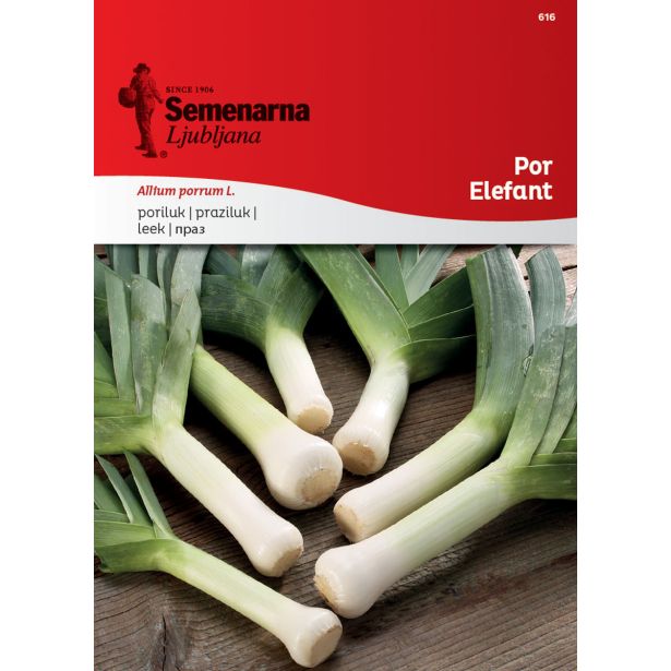 SEME VRTNINE SEMENARNA POR ELEFANT 616