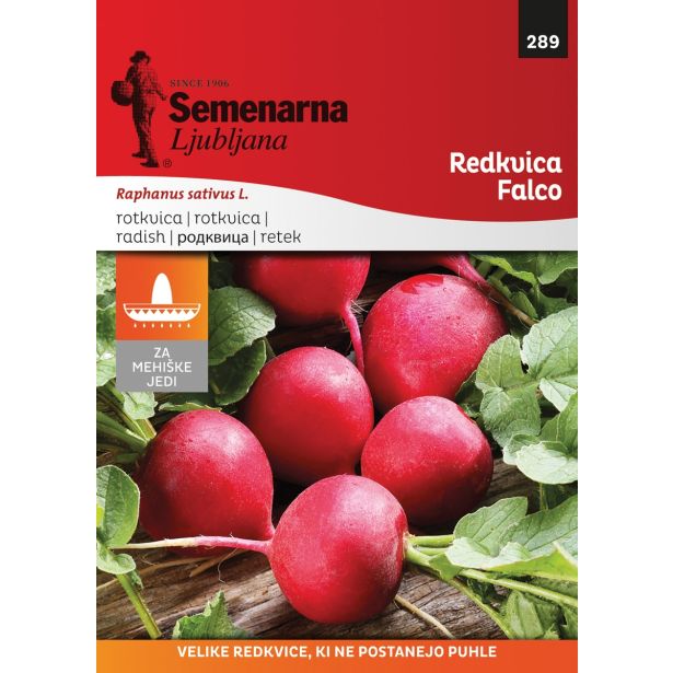 KORENOVKA SEMENARNA REDKVICA FALCO