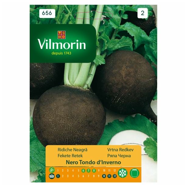 KORENOVKA VILMORIN ČRNA REDKEV NERO TONDO D'INVERNO