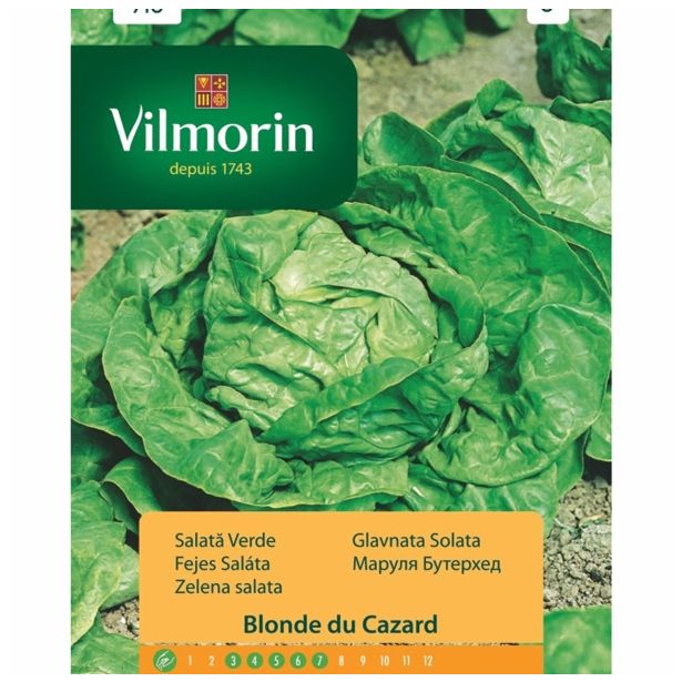 SEMENA CVETOČIH RASTLIN VILMORIN GLAVNATA SOLATA BLONDE DU CAZARD