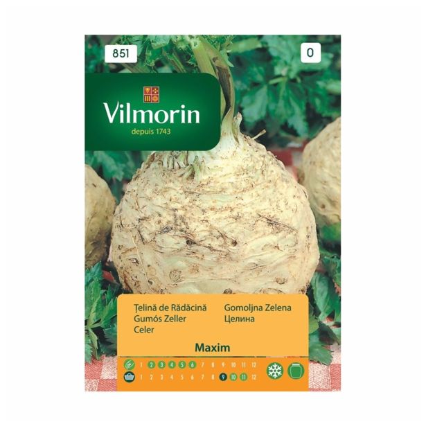 KORENOVKA VILMORIN GOMOLJNA ZELENA MAXIM