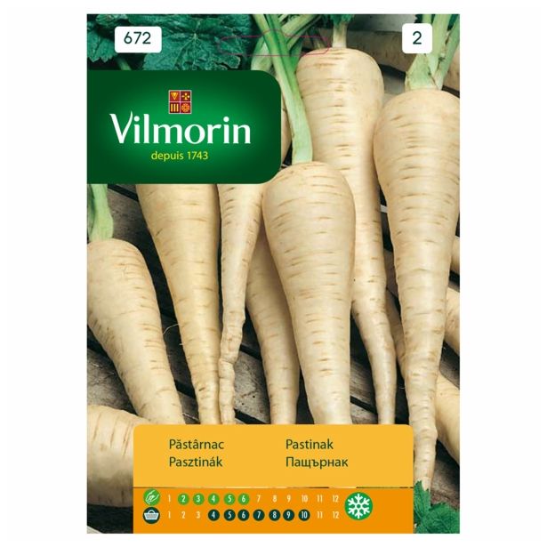 KORENOVKA VILMORIN PASTINAK