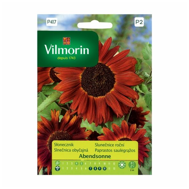 SONČNICA VILMORIN ABENDSONNE