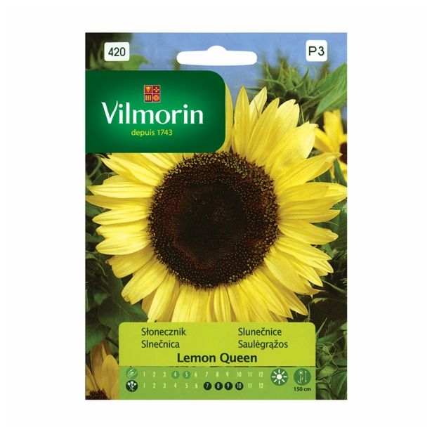 SONČNICA VILMORIN LEMON QUEEN
