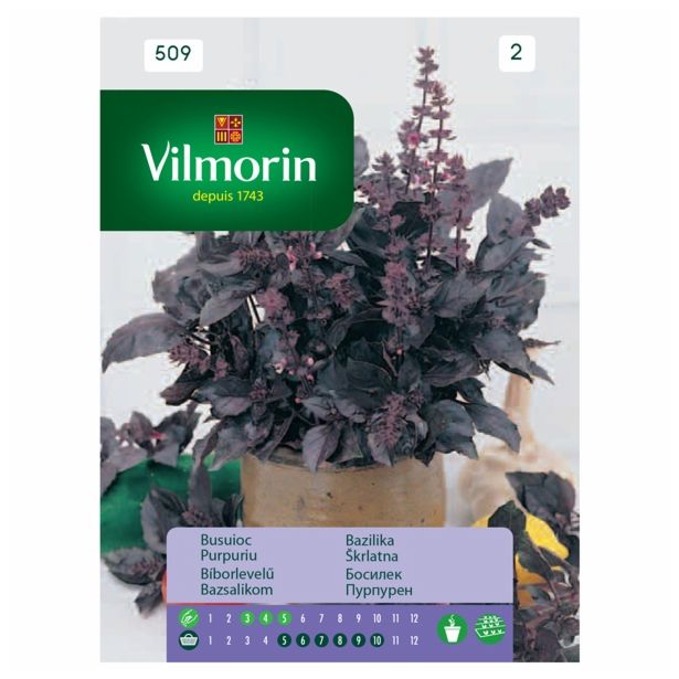 BAZILIKA VILMORIN ŠKRLATNA