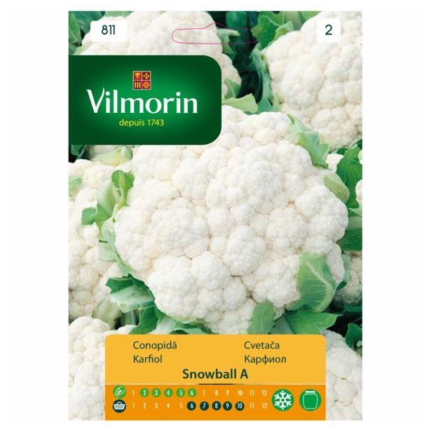 KAPUSNICA VILMORIN CVETAČA SNOWBALL X