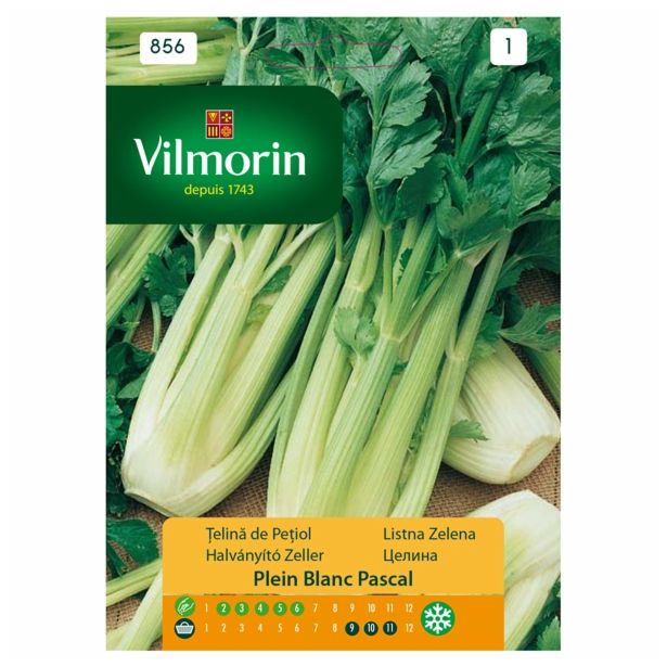 SEMENA VILMORIN LISTNA ZELENA PLEIN BLANC PASCAL