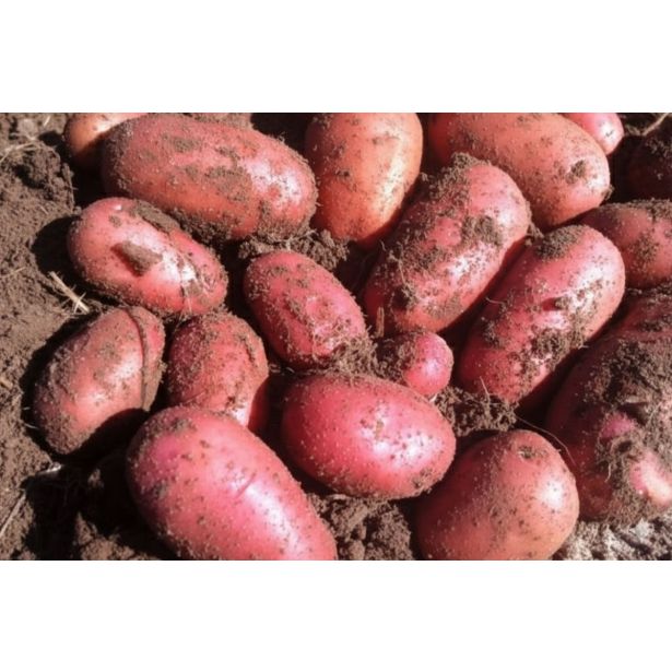 SEMENSKI KROMPIR SEMENARNA RED LADY 5KG 35-55 MM