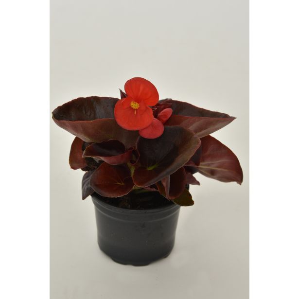 BEGONIJA SEMPERFLORENS L9