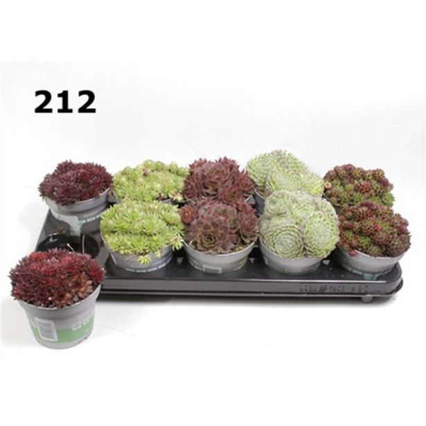 NETRESK SEMPERVIVUM MIX L12
