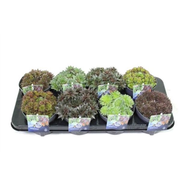 NETRESK SEMPERVIVUM MIX L13