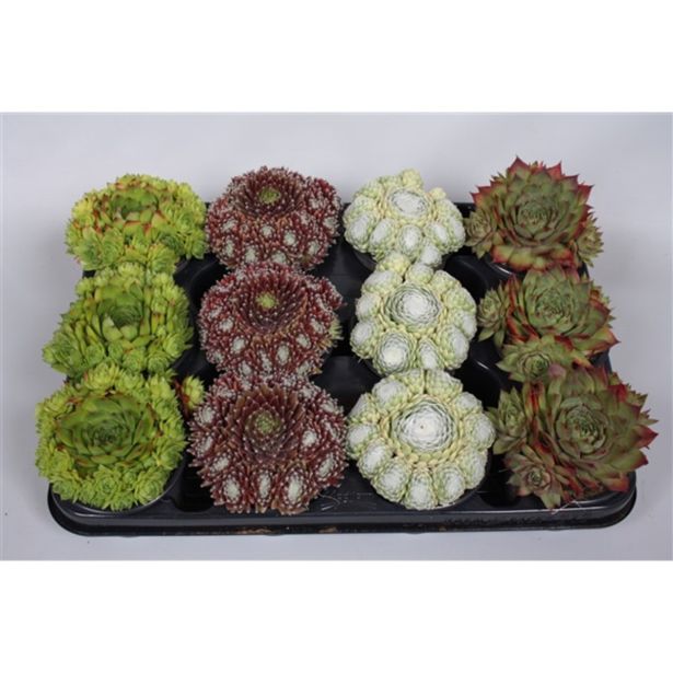 NETRESK SEMPERVIVUM MIX L9