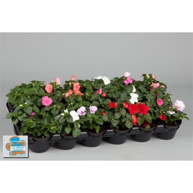 SEZONSKA RASTLINA SENČNE VODENKE MIX L9