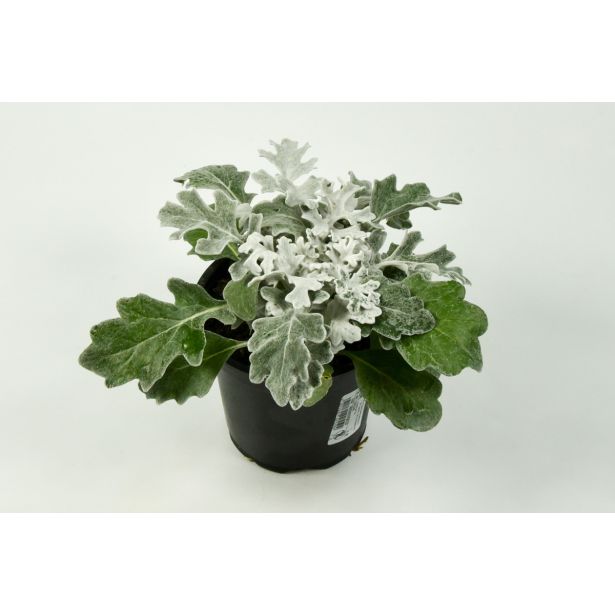 ENOLETNICA SENECIJA L11