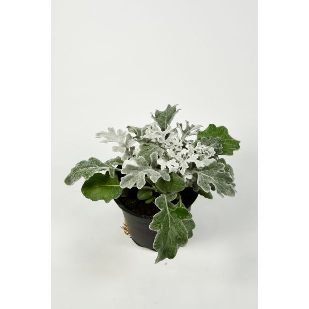 ENOLETNICA SENECIJA L11